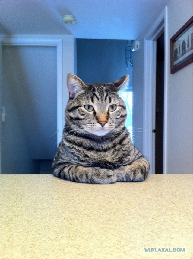 Cats