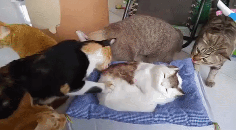 Cats