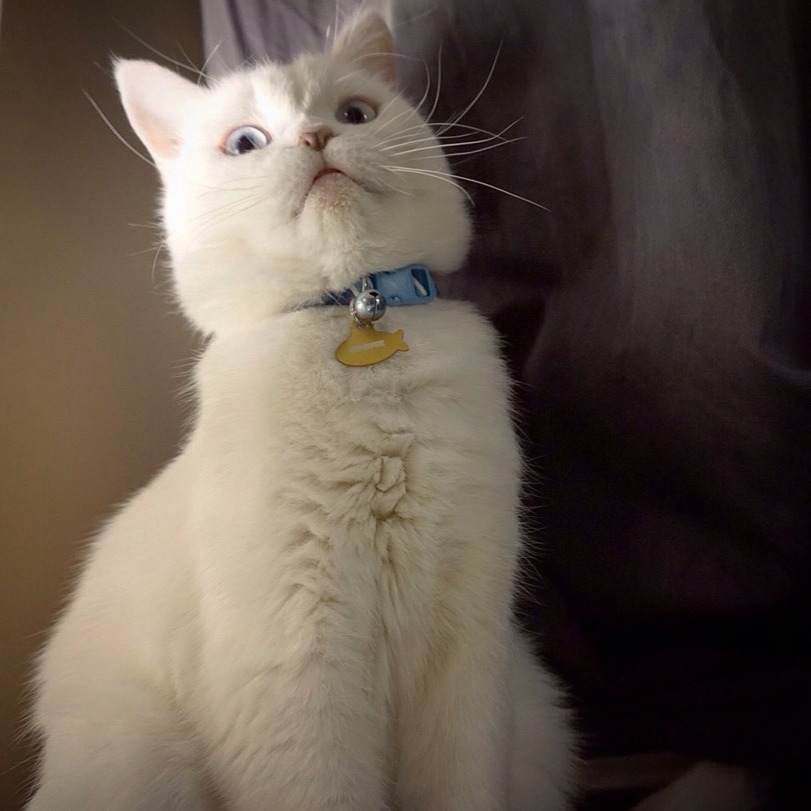 Cats