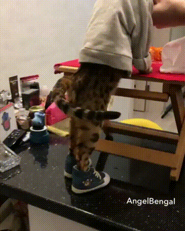 Cats