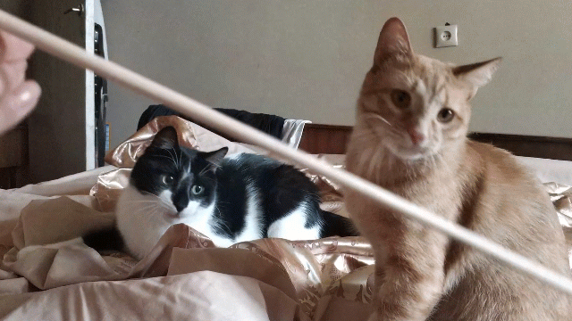 Cats