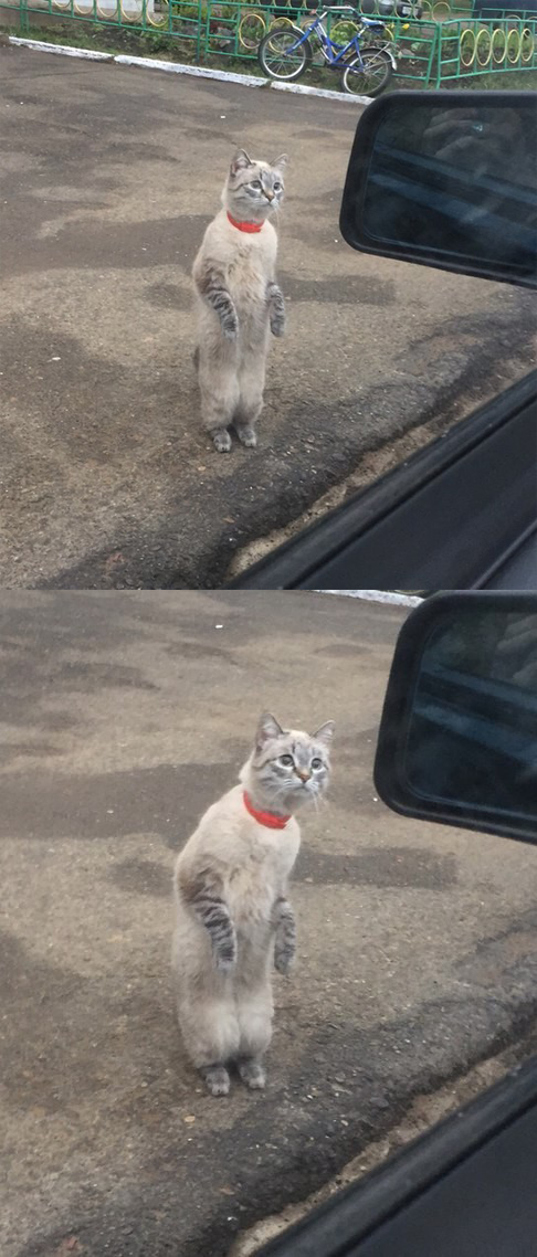 Cats