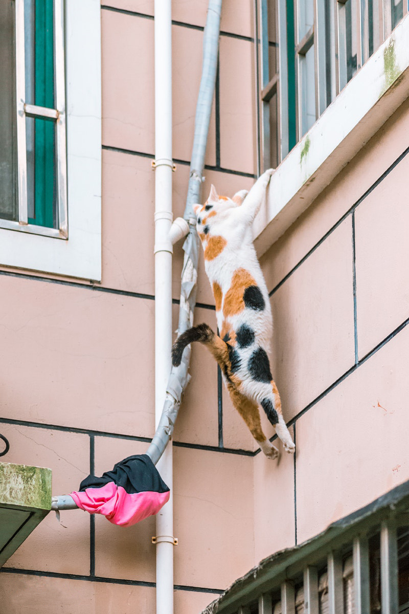 Cats