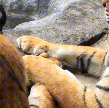 Cats