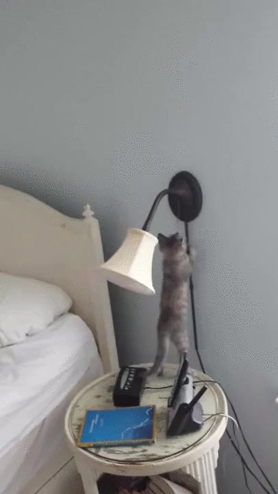 Cats