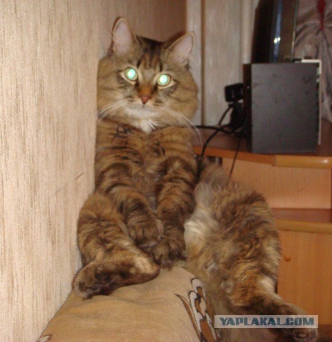 Cats