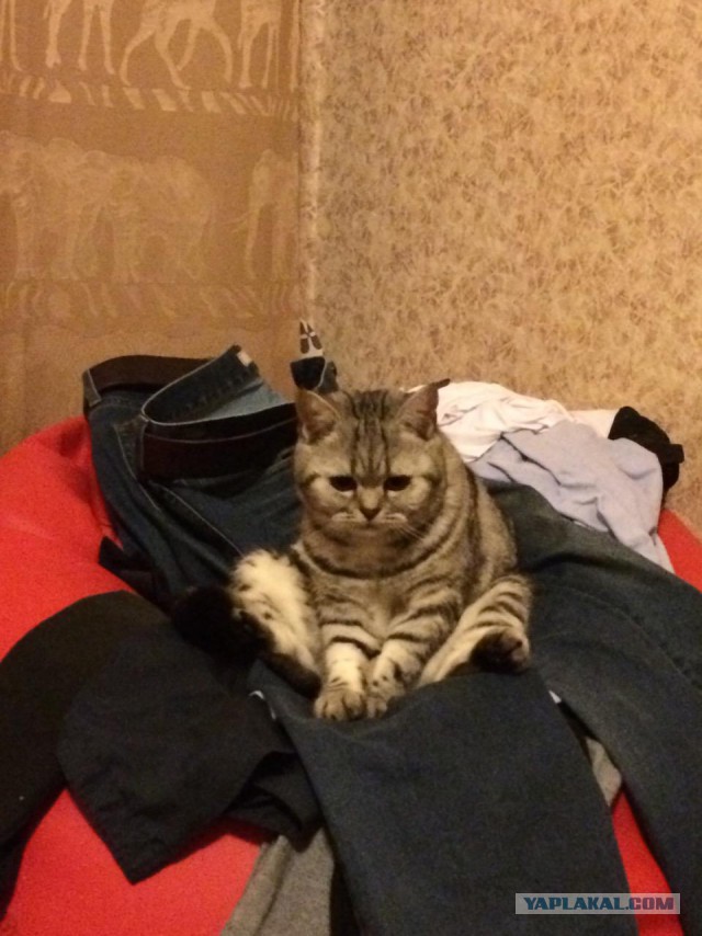 Cats