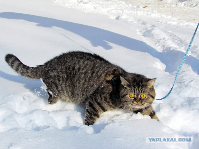 Cats