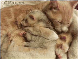 Cats