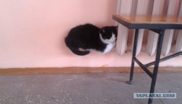 Cats