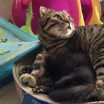 Cats