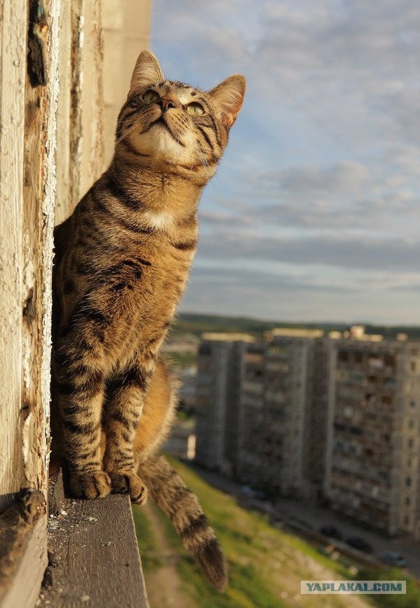 Cats