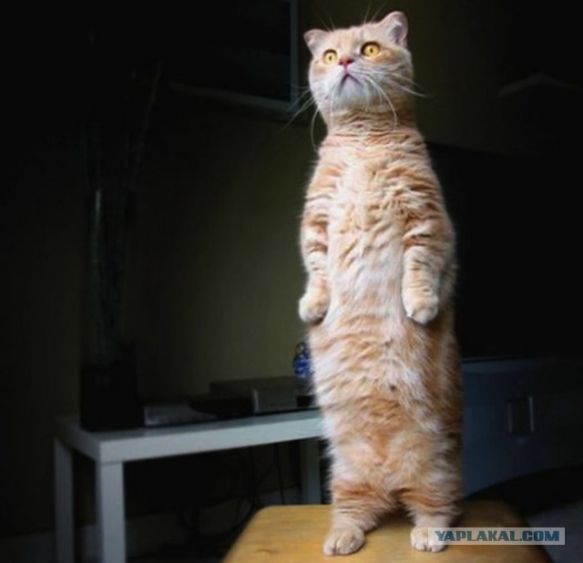 Cats