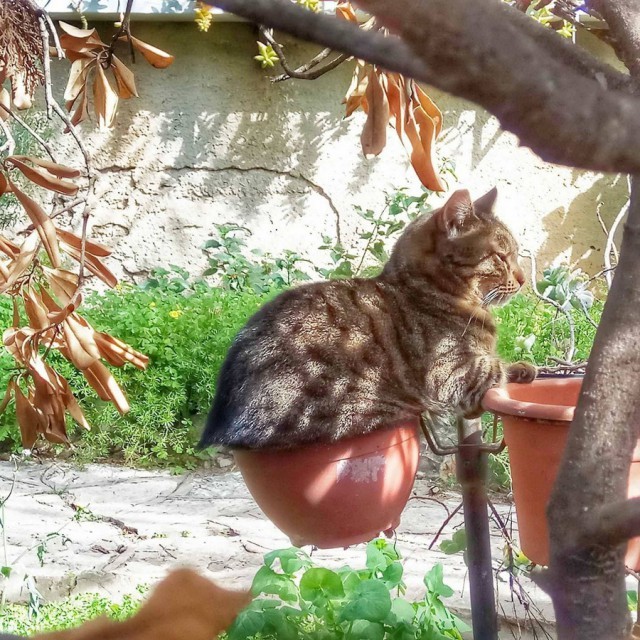 Cats