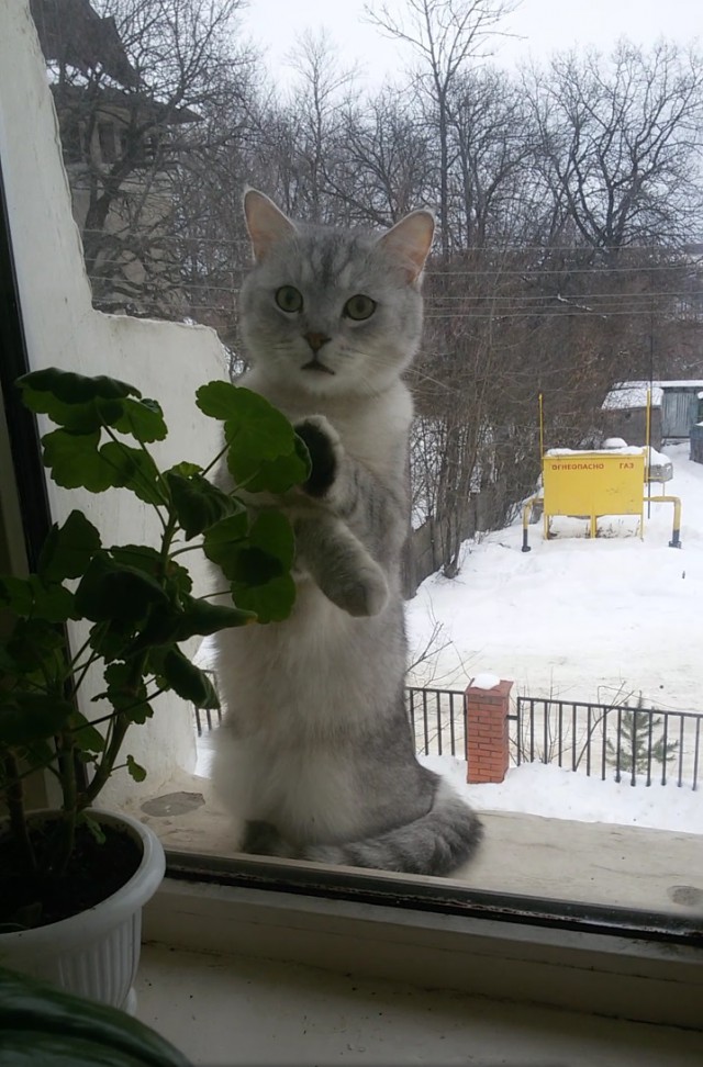 Cats