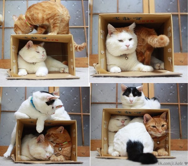 Cats