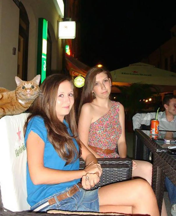 Cats