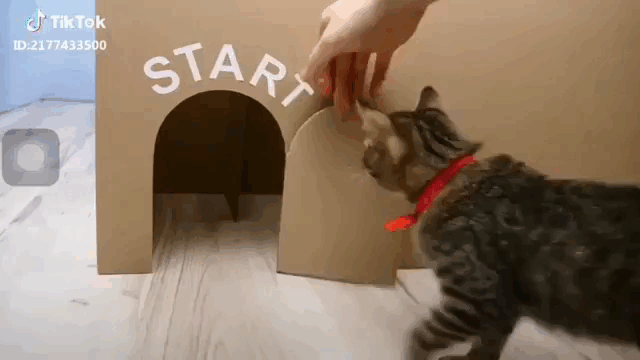 Cats