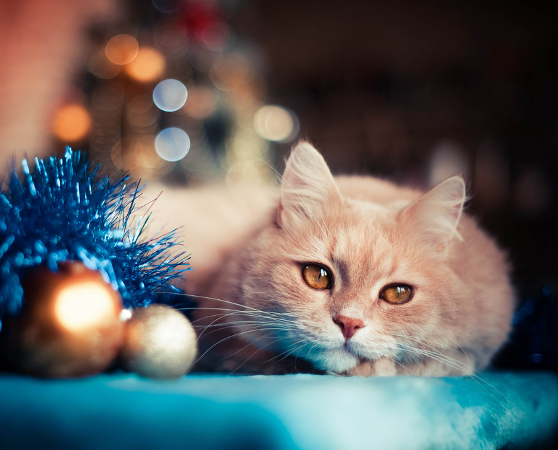 Cats