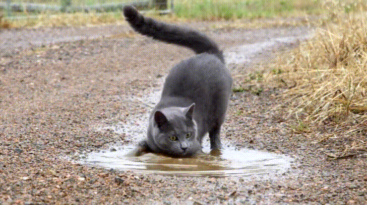 Cats