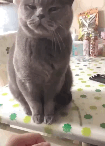 Cats