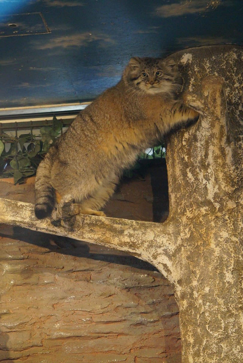 Cats