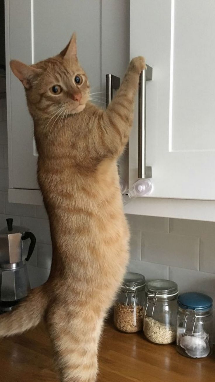 Cats