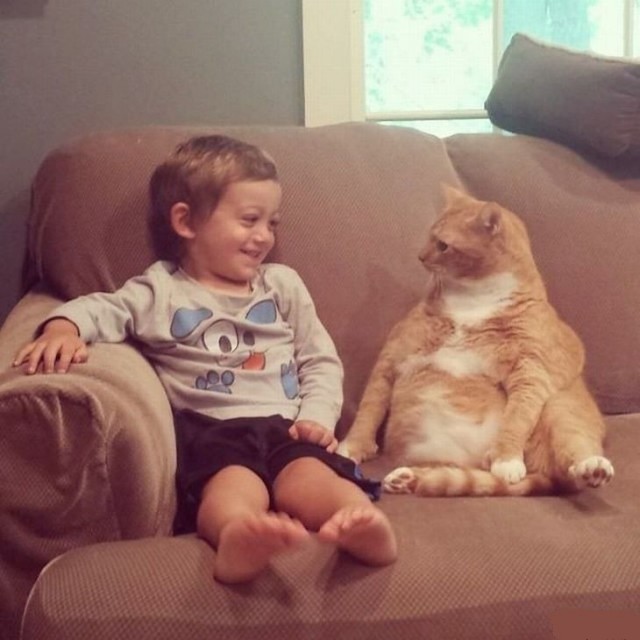 Cats