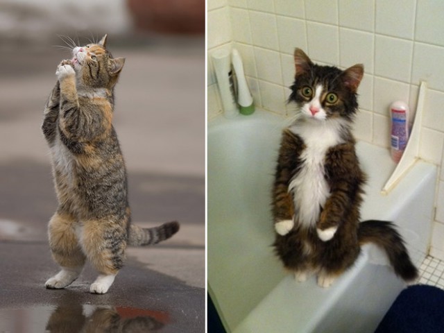 Cats