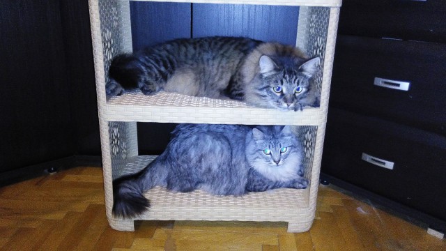 Cats