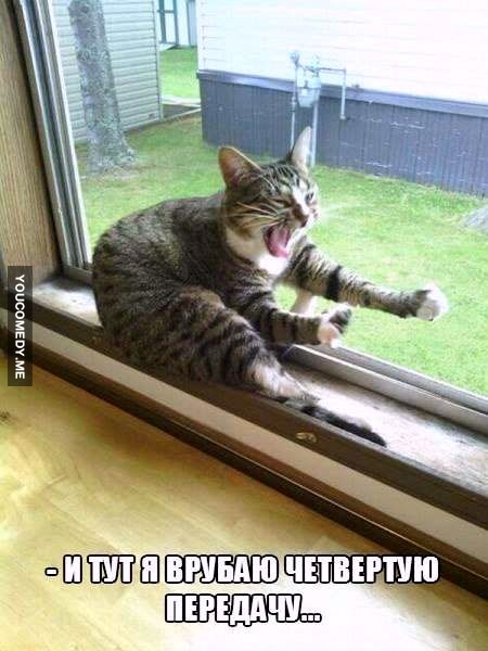 Cats