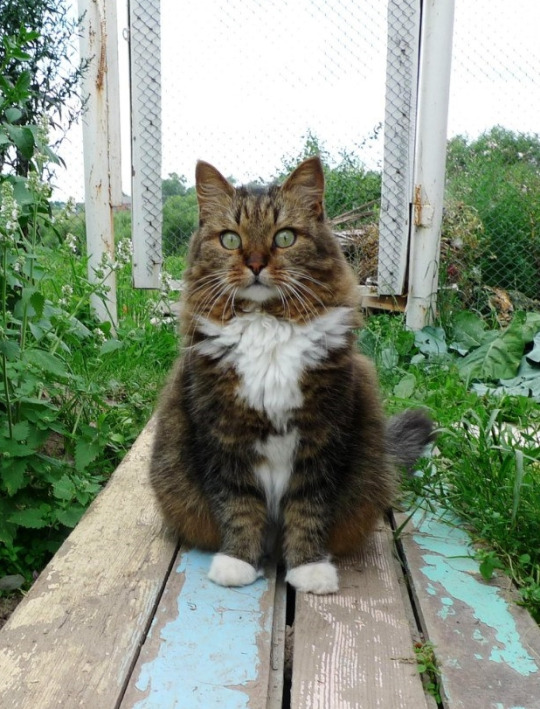 Cats