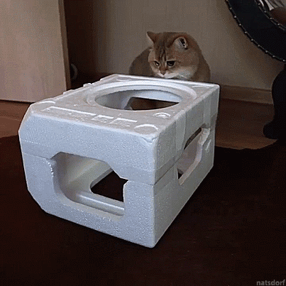 Cats