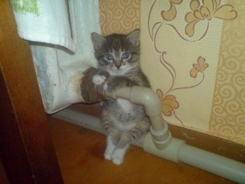 Cats
