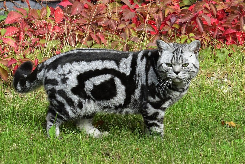 Cats