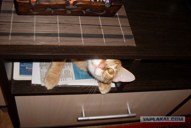 Cats