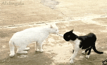 Cats