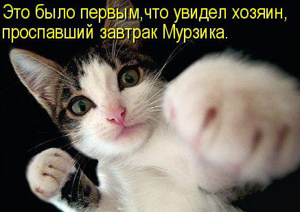 Cats