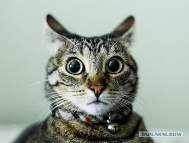 Cats