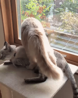 Cats