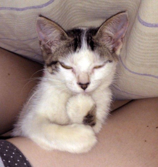 Cats