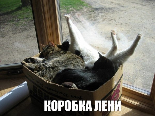 Cats