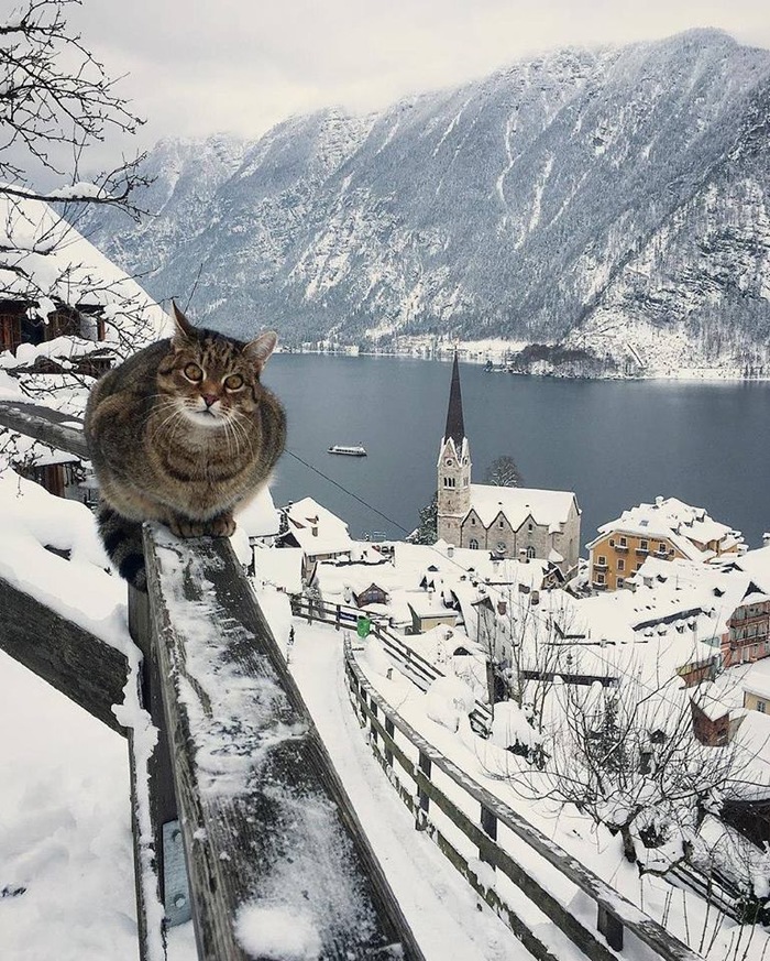 Cats