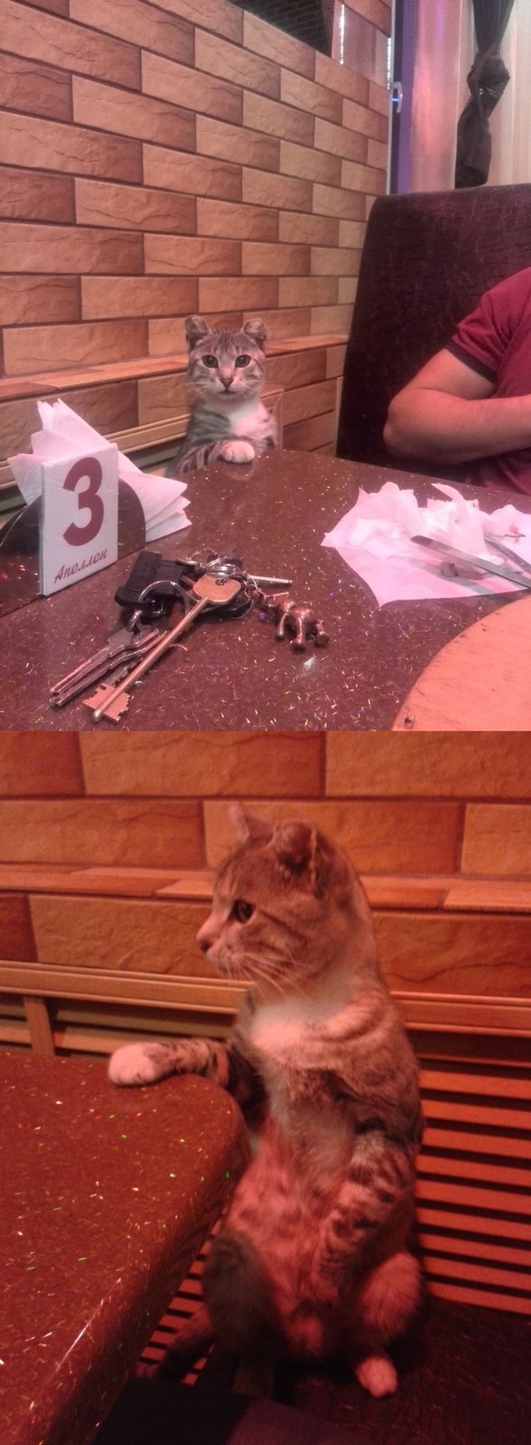 Cats