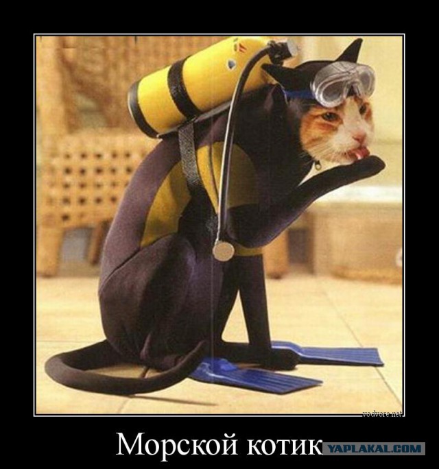 Cats