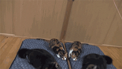 Cats