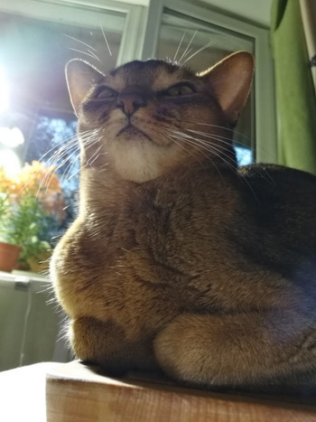 Cats