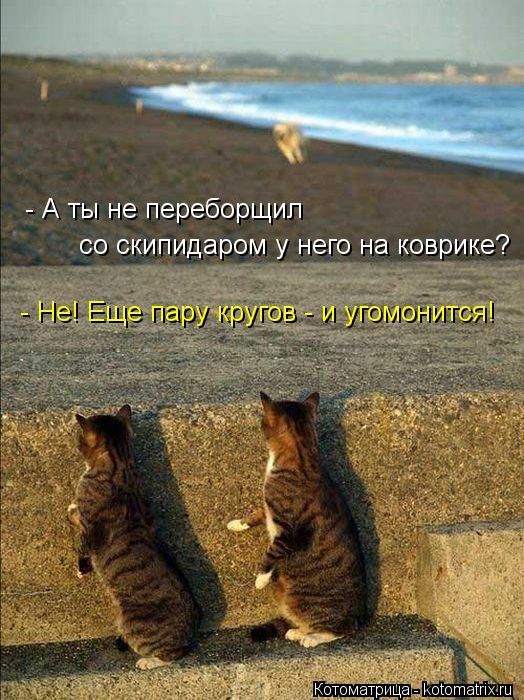 Cats