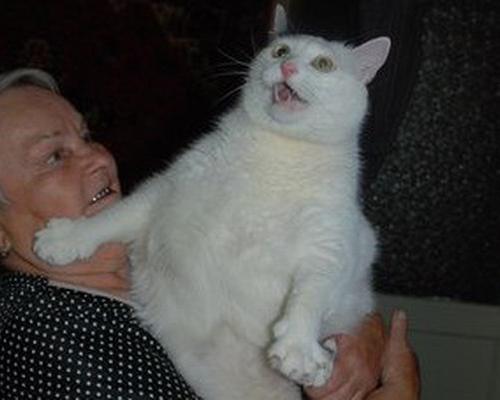 Cats