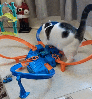 Cats